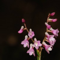 Podochilus falcatus Lindl.